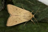 Mythimna vitellina