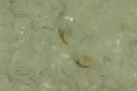 Phyllocnistis unipunctella