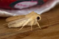 Mythimna vitellina