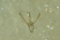 Phyllocnistis unipunctella