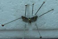Borkhausenia minutella