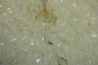 Bedellia somnulentella