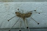 Morophaga choragella