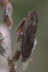 Eucosma hohenwartiana