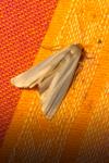 Eilema caniola