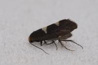 Incurvaria masculella
