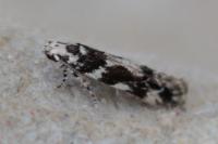 Parachronistis albiceps