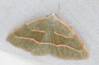 Hylaea fasciaria