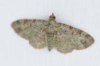 Pasiphila rectangulata