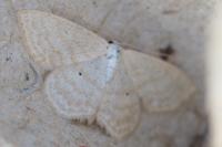 Scopula immutata
