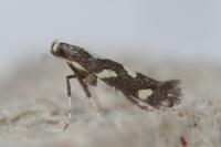 Calybites phasianipennella