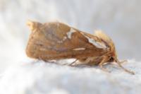 Korscheltellus lupulinus