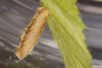 Coleophora serratella