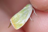 Earias clorana