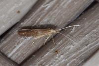 Coleophora serratella