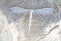 Pterophorus pentadactylus