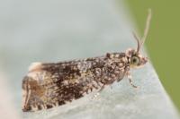 Celypha lacunana