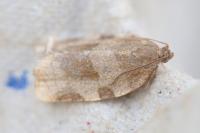 Choristoneura hebenstreitella