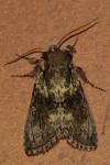 Polyploca ridens