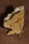 Cepphis advenaria