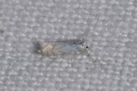 Phyllonorycter harrisella