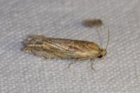 Eucosma cana