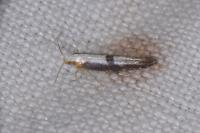 Argyresthia spinosella
