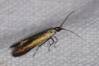 Coleophora alcyonipennella/frischella