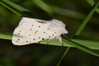 Spilosoma lubricipeda