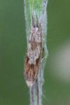Eucosma hohenwartiana