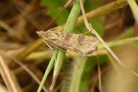 Nomophila noctuella