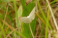 Scopula immutata