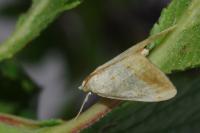 Evergestis extimalis