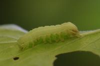 Asteroscopus sphinx