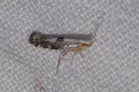 Argyresthia spinosella