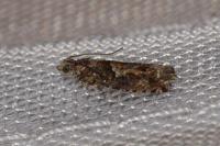 Epinotia immundana