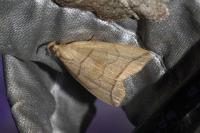 Herminia grisealis