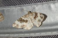 Epirrhoe rivata