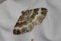 Epirrhoe alternata
