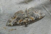 Eupithecia pulchellata