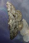 Hypomecis roboraria
