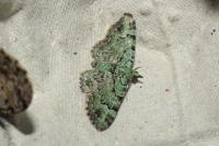 Pasiphila rectangulata