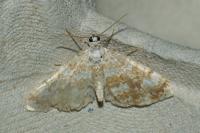 Perizoma flavofasciata