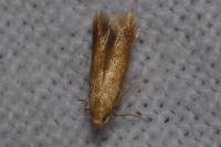 Tischeria