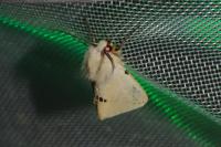 Spilarctia lutea