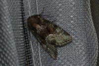 Oligia strigilis