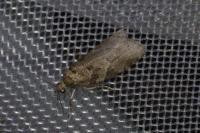 Cnephasia