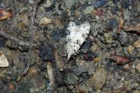 Eudonia