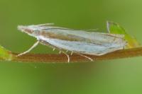 Crambus pascuella