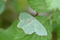 Hemithea aestivaria